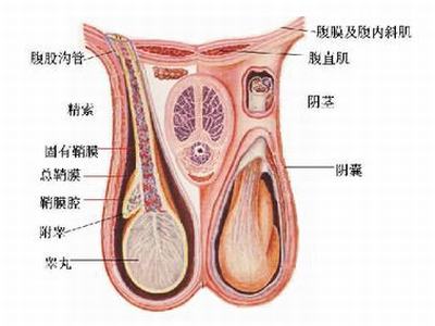 睾丸鞘膜积液如何预防呢