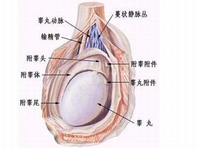 睾丸鞘膜积液如何预防呢